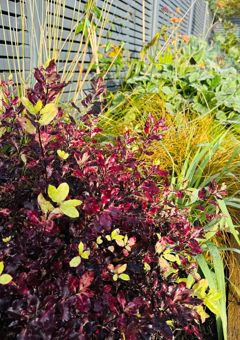 Burgundy and lime foliage with golden grasses against a grey fence