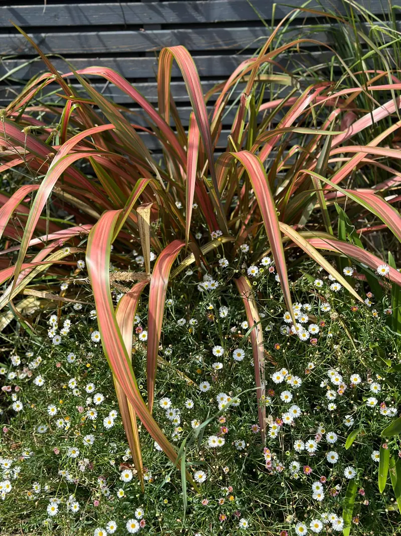 Bronze and pink phormium rising over white erigeron daisies