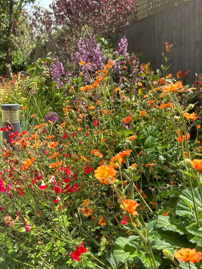 Orange geums and purple flower spires in a summer border