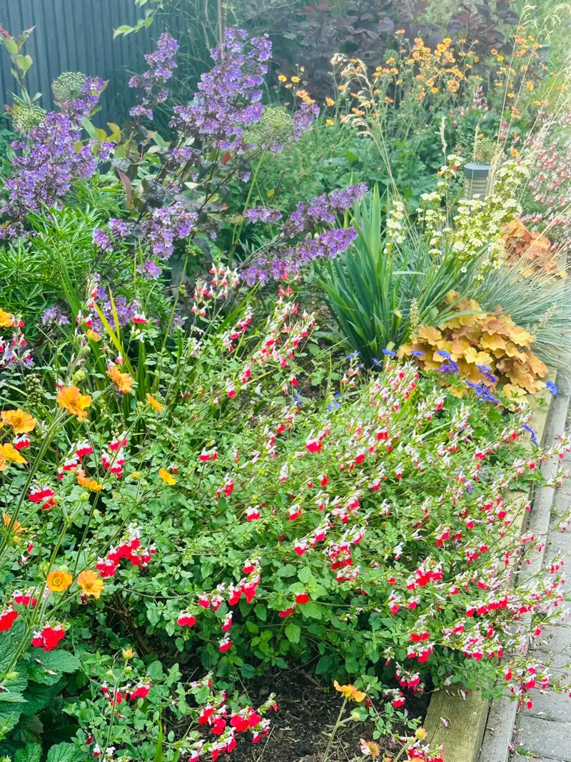 Border of red salvias, purple flower spires and orange geums