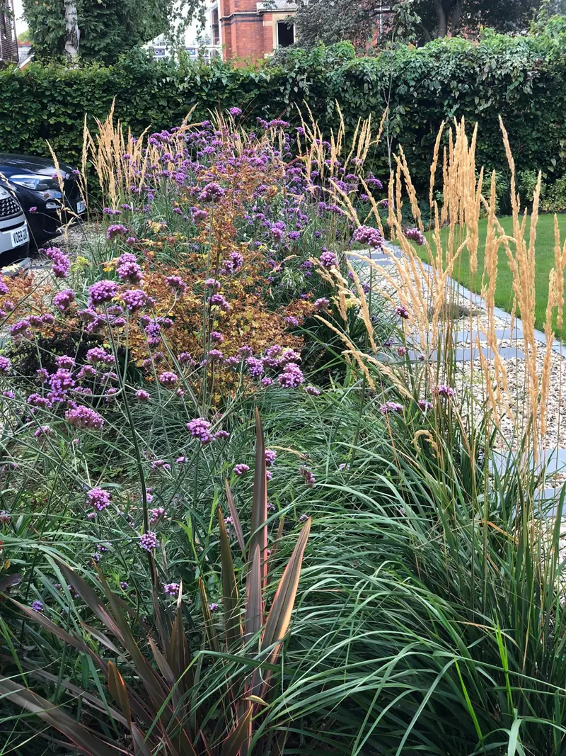 Verbena, tall grasses and phormium beside a lawn