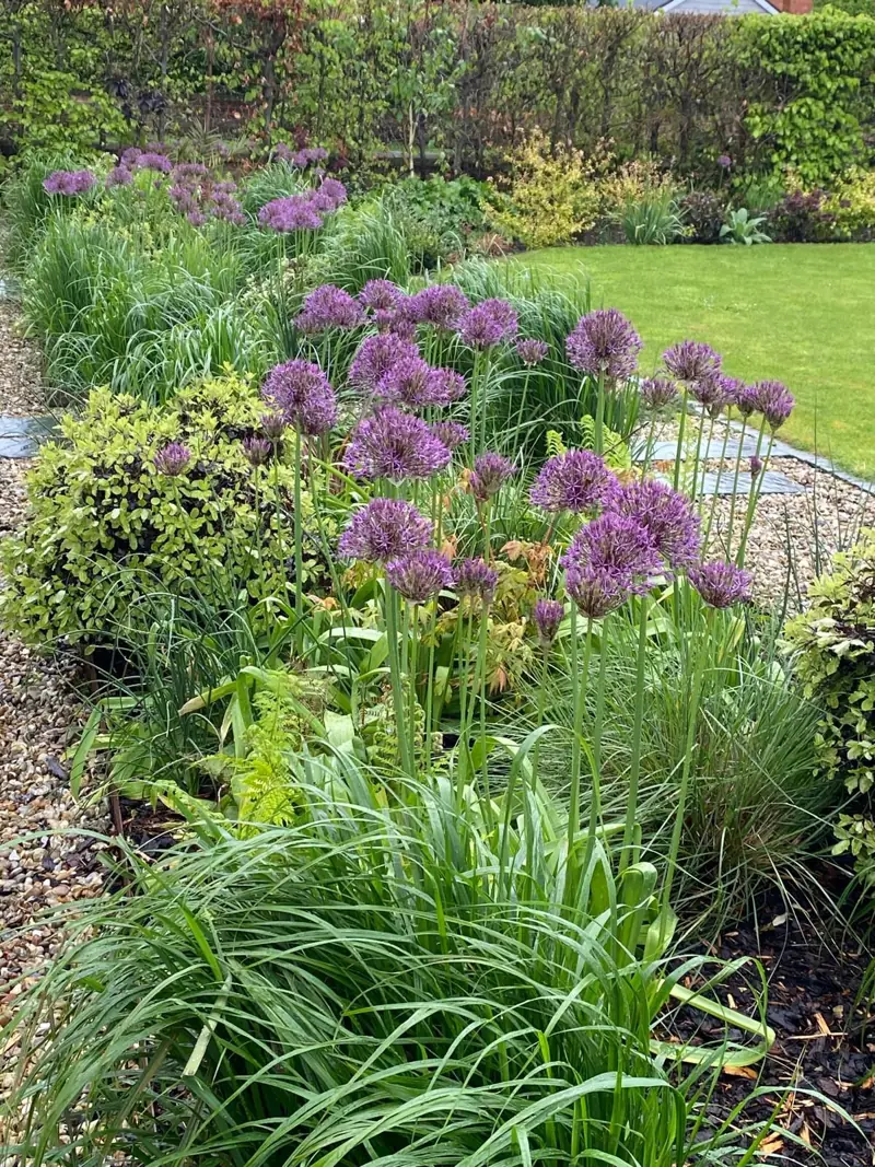 Purple allium heads above a grassy border next to a lawn