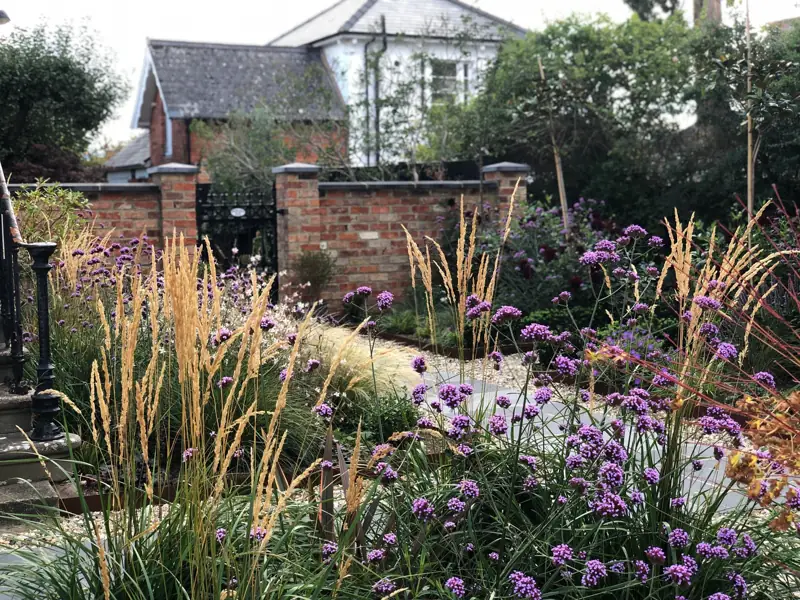 After: the same front garden planted with tall grasses and purple verbena