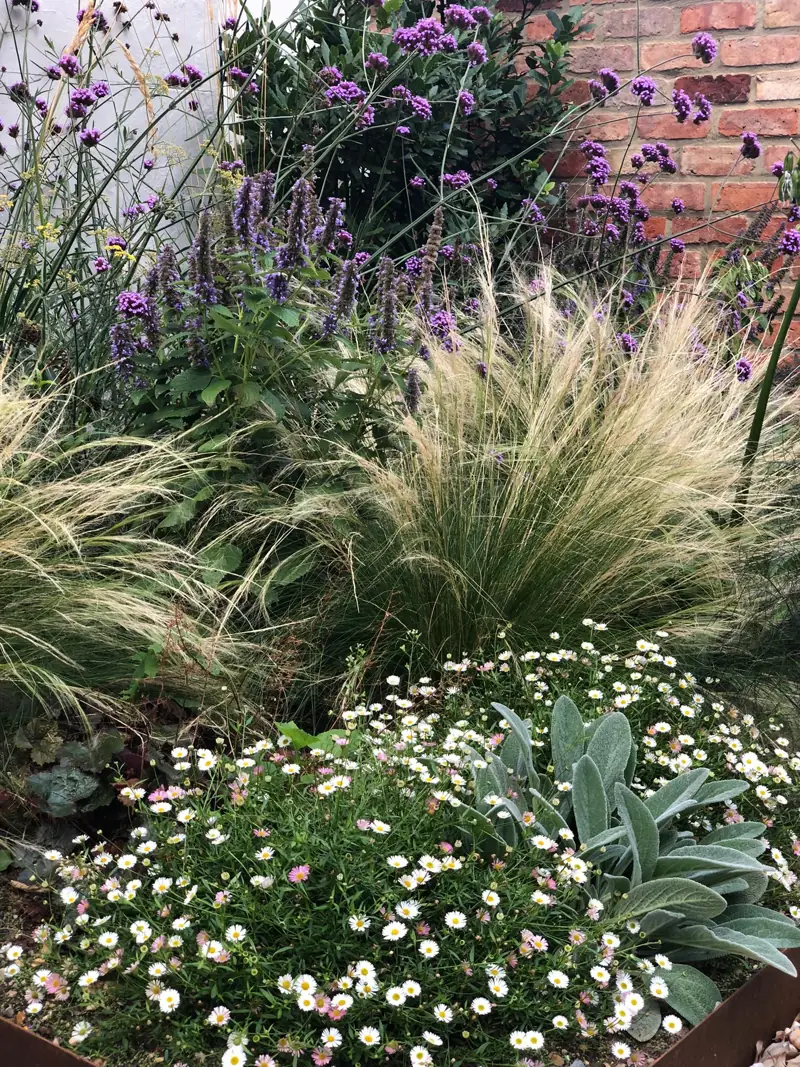 Feather grass, white erigeron, silver lamb's ears and purple verbena