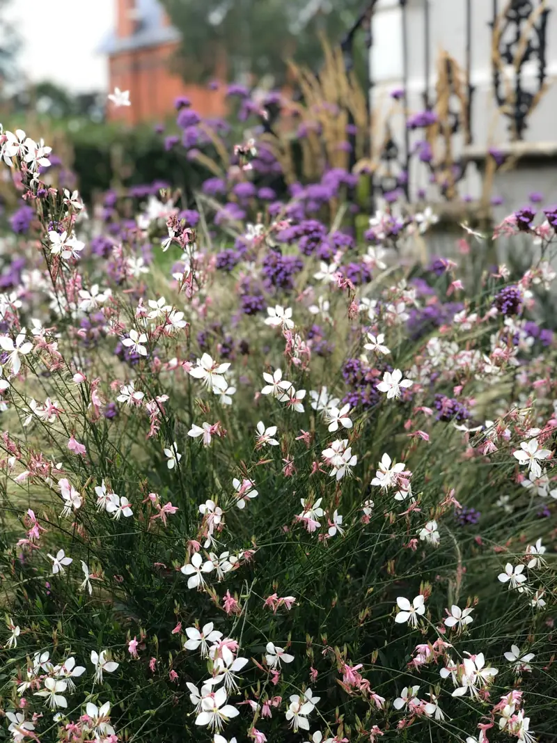 White gaura and purple verbena in front of a period house